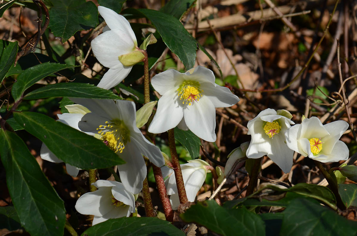 Helleborus niger / Rosa di Natale